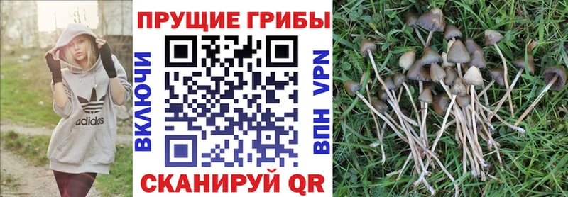Купить закладки  Могоча  Галлюциногенные грибы GOLDEN TEACHER 
